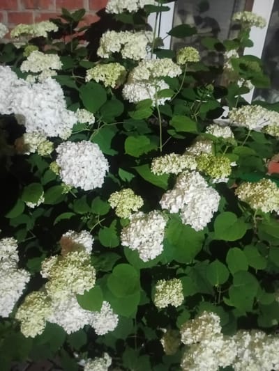 This is a close-up, nighttime photograph of a dense bush with numerous clusters of white and pale green hydrangea flowers. The flowers are of varying sizes and stages of bloom, with some fully open and others still developing. Lush green leaves surround the blossoms, creating a textured background. A red brick wall is partially visible in the upper left corner of the frame, and a dark, shadowed area, possibly a window or another building, is to the right. The lighting suggests artificial light sources are illuminating the scene from above or the side, casting shadows and highlighting the delicate petals. The image provides no information about the city of Bohodukhiv, Ukraine, or any specific location within it. There are no people, actions, or interactions depicted.