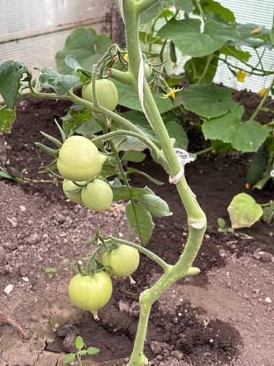 The image shows a close-up of a tomato plant with several unripe, green tomatoes growing on it. The plant is in a greenhouse, as indicated by the translucent roofing material visible in the upper portion of the image. The ground is covered in dark soil. Other plants, including what appear to be cucumber vines with small cucumbers and yellow flowers, are visible in the background, also within the greenhouse. The tomato plant's stem is green and fuzzy, and it is supported by a white tie. The overall scene depicts a garden environment. There are no people or animals in the image. The location of Новый Кинер, Russia is provided as context but is not visually represented in the image itself.
