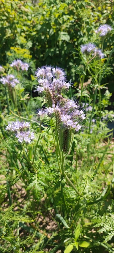 The image shows a close-up of several purple flowers with spiky petals and green stems, likely in a garden or natural setting. The flowers are in focus, with the background blurred out, suggesting a shallow depth of field. The surrounding vegetation is lush and green, with sunlight filtering through. No people or man-made objects are visible in the image. The scene appears to be outdoors during the daytime.