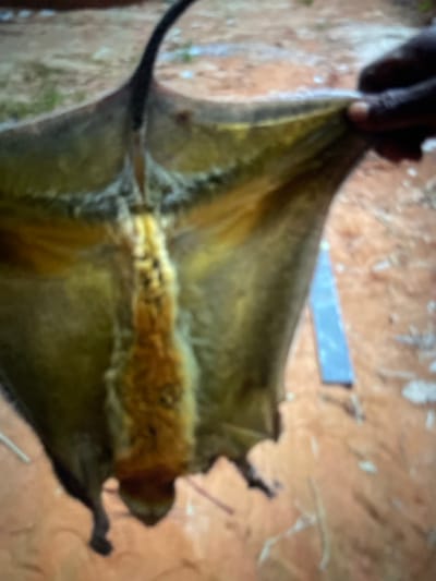 A dark-skinned hand holds a deceased bat. The bat is light brown with visible fur on its body. Its wings are stretched out, displaying their membrane structure. The background features a blurry reddish-brown surface, suggesting dirt or soil. A rectangular metal object sits nearby.