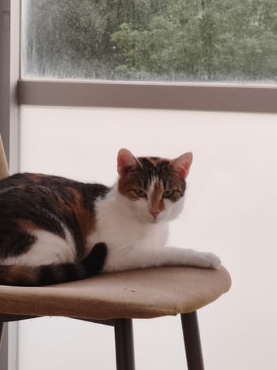 A calico cat with white, black, and orange patches is sitting on a light brown chair. The cat is facing the camera with its head turned slightly to the left. Its tail is curled around its body. The chair has a dark brown frame and is positioned in front of a window that looks out onto a blurry green background, likely trees. The lighting in the scene is bright, creating a somewhat washed-out effect. The environment appears to be indoors, possibly a home or a café, given the presence of the chair and window. The image was taken in Most, Czechia.