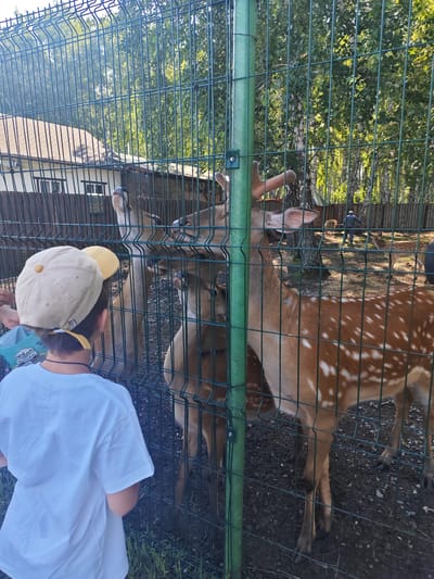 In Mokhovichki, Russia, a child wearing a white t-shirt and a light-colored baseball cap with a yellow button and strap stands behind a green metal fence. The child is looking at several deer inside the fenced enclosure. The deer are light brown with white spots. One deer in the foreground has antlers. In the background, there is a building with a brown roof and windows, surrounded by trees with green leaves and white bark. A person is visible in the far background, near a wooden fence. The ground inside the enclosure appears to be dirt and gravel.