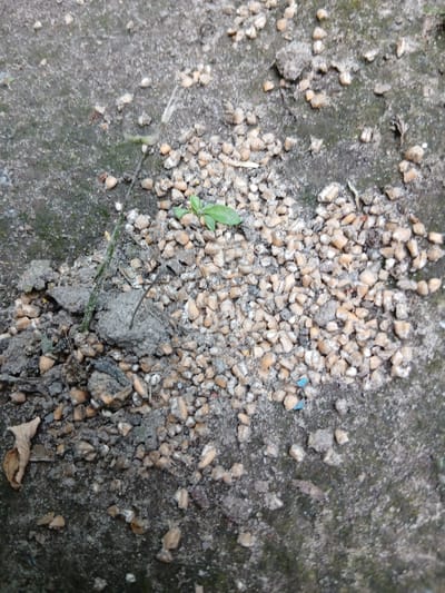 The image shows a close-up, overhead view of small, light-colored pebbles mixed with dirt and a few small green leaves. The pebbles are scattered across a rough, grey surface that appears to be concrete or asphalt, with some patches of dark moss or algae. A small, green plant with two leaves is growing amongst the pebbles and dirt. There is also a dried, brown leaf visible on the left side of the image. The scene is outdoors, likely on a ground surface. The location is Kholosne, Ukraine.