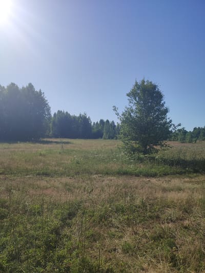A wide, outdoor, full shot captures a sunny, clear blue sky with the sun shining from the upper left corner, casting rays. In the foreground and mid-ground, a field of tall, dry grasses and sparse green vegetation extends. A solitary, leafy green tree stands prominently in the mid-ground to the right, with a dense forest line forming the background. The forest is composed of numerous tall trees, with some appearing darker and more distant than others. The environment suggests a rural or natural setting, possibly a meadow or field adjacent to a woodland. No people or specific man-made structures are visible.