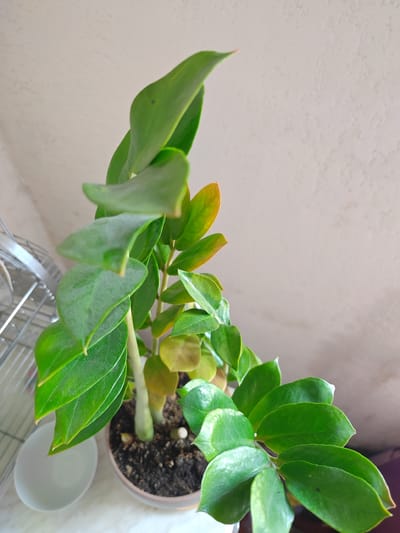 A close-up, high-angle shot captures a potted ZZ plant indoors, its glossy green leaves some showing yellowing at the tips. The plant sits on a white surface next to a white bowl, with a silver metal object, possibly a birdcage, visible on the left. The background is a textured, light-colored wall. The location is identified as Кашка-Суу, Kyrgyzstan.