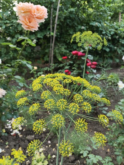 The image depicts a close-up view of dill flowers in a garden setting. The dill plant has large, umbrella-shaped clusters of small yellow flowers. In the background, there are several rose bushes with pink and red roses, as well as some green foliage. The ground is covered with dark soil and some fallen petals. The scene appears to be a garden in Recea, Moldova. There are no people visible in the image. The focus is on the intricate details of the dill flowers and the surrounding flora.