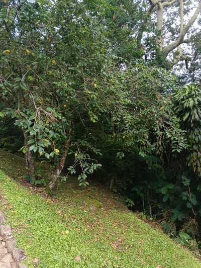 A lush green hillside is covered in short grass and fallen leaves. A small tree with slender branches and dense leaves stands at the top of the hill, its trunk branching into several stems. Behind it, dense foliage and taller trees create a dark, overgrown backdrop. To the right, a patch of vibrant green ferns and other plants cascade down the slope. The scene conveys a sense of wild, natural beauty.