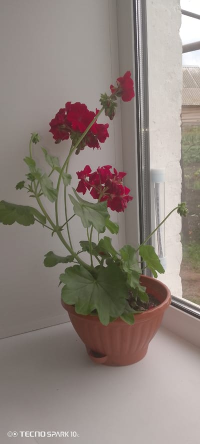 A potted red geranium plant with lush green leaves sits on a windowsill. The plant has multiple clusters of vibrant red flowers in various stages of bloom, with some buds still closed. A thermometer is attached to the window frame to the right of the plant. Outside the window, a rustic scene with a wooden house and a grey roof is visible, suggesting a rural or semi-rural setting. The overall lighting indicates it is daytime, likely overcast or late afternoon, as there are no harsh shadows. The image has a watermark at the bottom left corner that reads "TECNO SPARK 10c". The scene appears to be indoors, with the plant placed on a windowsill, offering a view of the outside.