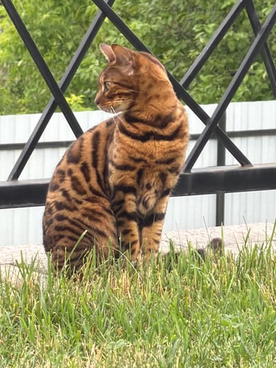 A Bengal cat with distinctive black stripes on a golden coat sits on a stone ledge, looking to the left. The cat is positioned in the foreground, partially obscured by green grass. Behind the cat, a black metal fence runs horizontally, with diagonal supports creating a criss-cross pattern against a blurred background of green foliage and a white fence. The scene appears to be outdoors, possibly in a yard or park area. There is no indication of the specific location being Tashtagol, Russia, as this information is not visually present in the image.
