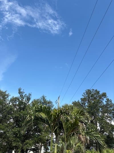 This image captures a bright, clear blue sky above a line of lush green trees, including palm trees, in North Port, Florida. Four parallel power lines stretch diagonally across the sky from the upper right to the upper left. Wispy white clouds are scattered across the upper portion of the sky. The trees form a dense canopy along the bottom edge of the frame, with some foliage overlapping the lower part of the power lines. A wooden utility pole with insulators is visible behind the trees on the right side of the image. The scene appears to be an outdoor, daytime setting, likely in a suburban or semi-rural area of North Port, given the presence of mature trees and overhead power lines. There are no people or animals visible in the image.
