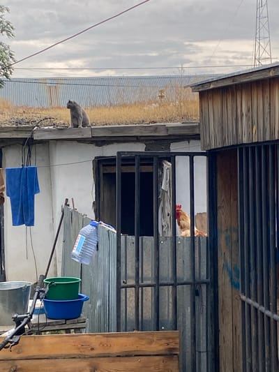 A gray cat sits on a low, flat roof above a white building. To the right of the cat, a rooster is visible through a metal fence. In the foreground, blue and green plastic tubs sit on a wooden surface next to a metal bucket and a bicycle handlebar. A large plastic water bottle hangs from a wire above the tubs. A blue towel hangs from another wire on the side of the white building. The environment appears to be an outdoor area, possibly a yard, with corrugated metal structures and wooden fencing. The sky is overcast. The scene is consistent with a rural or semi-rural setting in Әуезов ауылдық округі, Kazakhstan.