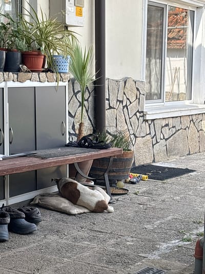 A dog rests on a pillow on a sidewalk next to a building in Novo Zhelezare, Bulgaria. The dog is mostly white with brown spots. Beside the pillow are several pairs of shoes. Near the dog is a small wooden barrel and some toys. The building has a stone facade, a window, and a cabinet. Potted plants are visible near the cabinet.