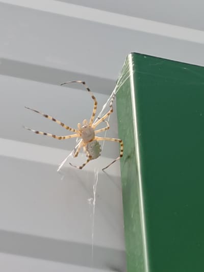 An orb-weaver spider with a light-colored body and banded legs is suspended by its web from the corner of a green structure, possibly a building or fence. The background consists of a light-colored, corrugated surface. The spider is positioned on the left side of the image, near the top edge of the green structure. The scene appears to be outdoors, given the lighting and the nature of the spider's habitat. No people or other animals are visible in the image. The overall impression is one of a naturalistic observation of arachnid activity. The location of Lyambir', Russia, is not discernible from the visual information provided in the image.