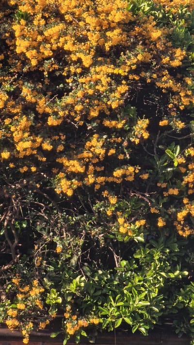 The image shows a dense bush with yellow flowers, mixed with green foliage. The right side of the bush has primarily green leaves. Some brown branches are visible throughout the bush. A red brick structure is visible in the upper right corner of the image. The location is presumed to be in Lincoln, United Kingdom, as stated in the prompt. There are no people visible in the image.