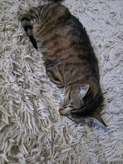 A tabby cat is curled up asleep on a cream-colored, shag rug. The cat has brown, black, and tan fur with visible stripes. The cat's head rests close to its body, and its eyes are closed. A portion of the cat's tail is visible towards the lower left of the image. The shag rug has long strands, and it takes up the majority of the frame. There are no people visible. The location is not indicated in the image.