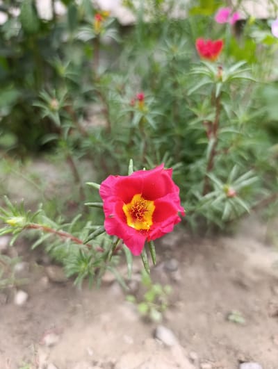 The image is a close-up, shallow depth-of-field photograph of a single, vibrant pink flower with a bright yellow center. The flower is in the foreground, with its petals unfurled and showing delicate textures. Surrounding the central bloom are blurred green foliage and stems, with other indistinct pink and red flowers visible in the background. The ground beneath the plants appears to be sandy or dusty, with a few small stones scattered about. There are no people or animals present in the image. The scene is set in an outdoor environment, likely a garden or a natural setting. The location within Васильевка, Kyrgyzstan, is not discernible from the visual information provided in the image.