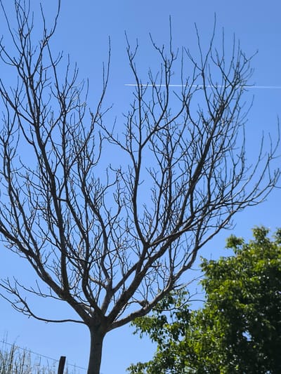 The image depicts a tree with bare branches against a clear blue sky. A contrail is visible in the upper right portion of the frame. In the lower right corner, a tree with green leaves is partially visible. Fencing can be seen in the lower left corner. The image was taken in Chaponnay, France.