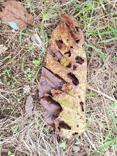 The image displays an overhead view of a single, elongated, senescent leaf resting on the ground in Abbireddygudem, India. The leaf exhibits a predominantly yellowish-brown coloration, transitioning to darker brown at its margins and midrib. Numerous irregular holes and tears are present throughout its surface, indicative of decay and possible insect damage. Visible venation patterns are pronounced across the leaf's surface. The ground beneath consists of a mix of dry, light brown grass blades, scattered green grass shoots, and patches of dark soil, along with minor organic debris and smaller, darker brown leaf fragments.