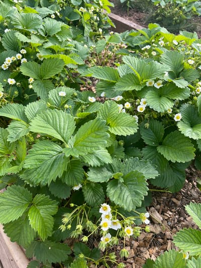 This media file presents a vibrant, high-angle view of a flourishing strawberry patch in a garden, located in Shud'ya, Russia. The primary subjects are numerous healthy strawberry plants, characterized by their large, deeply green leaves with prominent veins and slightly serrated edges.
Throughout the dense foliage, many small white flowers with bright yellow centers are scattered, indicating that the plants are in full bloom. Clusters of these flowers are visible, some already forming nascent green fruits or showing developing flower buds, suggesting an active growing season. The plants appear to be growing in garden soil, partially covered by a layer of light brown wood chips, which serves as mulch, particularly noticeable on the right side of the main image. A wooden plank, likely part of a garden bed border or raised bed, is visible along the bottom and left edges.
The lighting suggests a bright, sunny day, with clear natural illumination on the plants. There are no people, animals, or discernible text visible in the image. The crops provide closer views, emphasizing the texture and health of the leaves, the delicate structure of the white and yellow flowers, and the presence of both flowers and young fruits, along with the wood chip mulch.