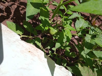 The image shows a young green tomato growing on a plant. The plant is in the ground, which is visible as dark brown soil. There are also green leaves and stems of the tomato plant visible. A white object, possibly a wall or planter, is in the foreground on the left side of the image. The image was taken outdoors, likely in a garden or backyard. The location of Saky, Ukraine is not ascertainable from the image.