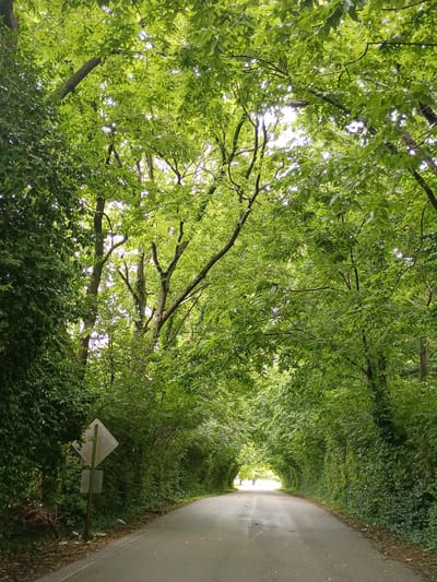 The image depicts a paved road curving through a dense tunnel of lush green trees. Sunlight filters through the leaves, creating dappled patterns on the asphalt. On the left side of the road, a diamond-shaped sign is mounted on a pole, partially obscured by foliage. In the distance, the road opens up to a brighter area, suggesting the end of the tree canopy. The environment appears to be a park or a rural road, with no specific landmarks to pinpoint a precise location within Lexington, United States of America. The scene is serene and natural, with an emphasis on the overwhelming presence of vegetation.