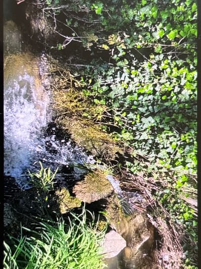 The image displays a vibrant natural outdoor scene, centered around a small stream or brook with a cascade. Lush green vegetation dominates the landscape. On the left side, a dense wall of bright green ivy covers the bank, its leaves illuminated by sunlight. The upper right bank features a mix of dry, light-brown, straw-like vegetation and intertwining branches, contrasting with the vibrant greens.

In the mid-ground, water actively flows and splashes over several moss-covered rocks, creating a small, foamy waterfall or rapids. The water appears clear, with noticeable ripples and white froth from its movement. Another patch of bright green grass is visible in the foreground on the right, growing near the water's edge.

The scene is brightly lit, indicating a sunny daytime. Distinct shadows are cast among the foliage and behind the rocks, suggesting direct sunlight. No people or animals are visible in the frame, lending a sense of untouched nature. There is no visible text. The overall impression is one of a peaceful and dynamic natural environment, consistent with a stream or river setting in an area like Wolverhampton, United Kingdom.