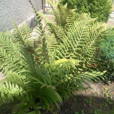 In Cepeleuți, Moldova, a close-up, high-angle shot captures a lush cluster of ferns growing in front of a textured, gray concrete wall and a wrought-iron fence. The ferns, with their vibrant green fronds, are the dominant subject, some catching the sunlight and appearing lighter green or even yellowish. In the background, a dark green, coniferous shrub is visible. The ground beneath the ferns is a mixture of dark soil, scattered dried pine needles, and small green weeds. The scene appears to be an outdoor garden or yard setting, bathed in natural daylight.