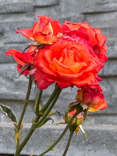 A close-up, vertical, outdoor photograph shows several bright red and orange roses in bloom against a textured gray brick wall. The roses are in various stages of opening, with some fully bloomed and others still in bud. Their petals are vibrantly colored, transitioning from a deep red on the outer edges to a lighter orange-yellow towards the center. Several green stems and leaves are visible, supporting the flowers. The background wall has a rough, horizontal brick pattern, providing a muted contrast to the vivid colors of the roses. The lighting suggests it is daytime, with soft shadows indicating natural light. The scene depicts a floral subject in a garden or outdoor setting. There is no indication of human presence or activity. The image's metadata does not specify a location within Давыдовка, Ukraine.