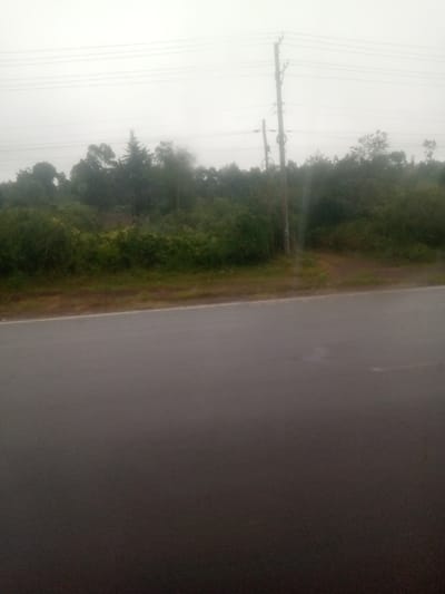 This image displays an outdoor scene in Sigona ward, Kenya, under an overcast sky. The lower half of the frame is occupied by a dark, wet paved road surface featuring a white edge line along its far side. Beyond the road, dense green foliage comprising trees and bushes forms the middle ground. Two wooden utility poles stand vertically on the right side of the image; the taller pole supports multiple overhead wires that extend horizontally across the upper portion of the frame. A narrow, unpaved path diverges from the road's edge and leads into the dense vegetation, located between the foliage and the utility poles. The sky is uniformly light grey, consistent with overcast or misty conditions. No individuals, vehicles, or animals are visible.