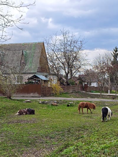 The image depicts a rural scene in Khrinivka, Ukraine. In the foreground, a grassy area contains three ponies: two brown ponies are lying down and a brown and white pony is standing and grazing. An adult brown horse is standing facing left in the same field. The background features a residential area with houses, fences, and trees. The house has an angled metal roof and brown siding. The sky is overcast with clouds.