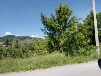The image depicts a roadside view in Mirovo, Bulgaria. In the foreground, a paved road runs horizontally across the bottom of the frame. Adjacent to the road, a stretch of green grass and wild foliage dominates the mid-ground. Beyond the grassy area, a dense expanse of various green trees and bushes forms a natural barrier. In the far background, rolling hills covered in lush vegetation are visible under a clear blue sky. A tall, light-colored utility pole stands on the right side of the image, partially obscured by trees. A sliver of a dark vehicle's side mirror is visible in the bottom right corner.
