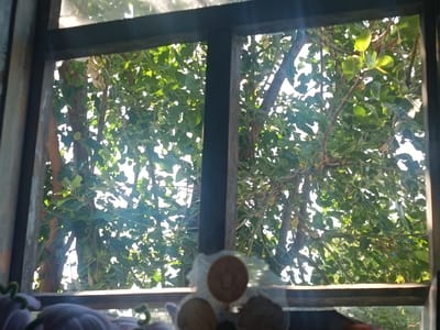 The image shows a view through a window in Belovodskoe, Kyrgyzstan. The window frame is made of dark wood and is divided into two panes by a vertical wooden beam. Through the window, a dense canopy of green leaves and branches of a tree is visible, with sunlight filtering through. In the foreground, on the windowsill, there are some objects partially obscured by a clear plastic wrapper. These objects appear to be round and flat, possibly cookies or small pastries, with some appearing to be stacked. To the left, there are some curved green stems, possibly from a plant. The overall scene suggests an indoor perspective looking out at a natural setting.