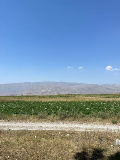 A wide shot captures a rural landscape under a clear blue sky in Khaidarkan, Kyrgyzstan. In the foreground, dry, sun-bleached grass covers the ground, with a dirt path cutting horizontally across the frame. Beyond the path, a field of lush green crops, dotted with small white flowers, stretches towards a distant mountain range. The mountains, appearing hazy and rugged, dominate the horizon. A few small, wispy clouds are scattered across the sky. No people or animals are visible in the image. The scene is bathed in natural daylight, suggesting a sunny day.