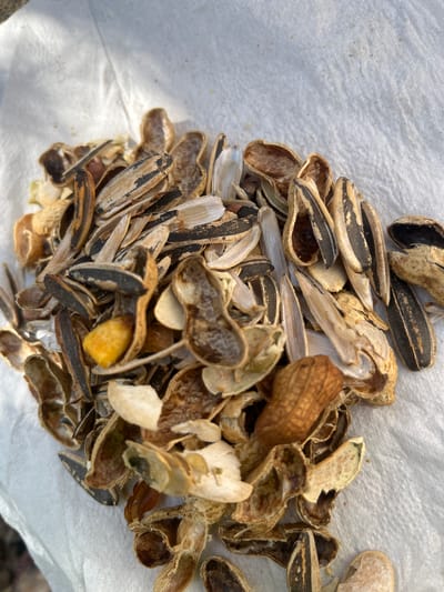 This media file shows a pile of discarded peanut and sunflower seed shells on a white, textured surface, likely a paper towel or cloth. The shells are of various colors, ranging from light tan to dark brown and black, with some showing striped patterns characteristic of sunflower seeds. Some shells are intact, while others are broken or partially opened, revealing remnants of the seeds within. A few whole peanuts are also visible, their shells intact. The lighting suggests an outdoor setting, possibly under natural daylight, casting subtle shadows on the surface. The scene appears to be a close-up shot, focusing entirely on the pile of shells, with no other objects or people present. The image does not contain any visible text. The presence of snack food debris hints at a casual consumption of snacks. The location is identified as Urbanització La Carrasquera, Spain, which might suggest an outdoor gathering or activity in that area.
