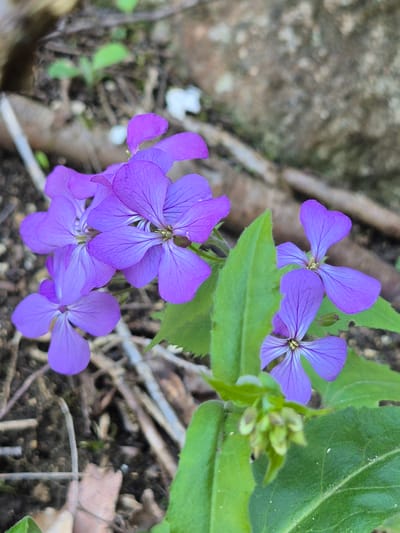 A close-up shot captures several purple flowers with four petals each. The flowers are clustered together with surrounding green leaves and buds. The background consists of dirt, twigs, and a rock, suggesting an outdoor environment.