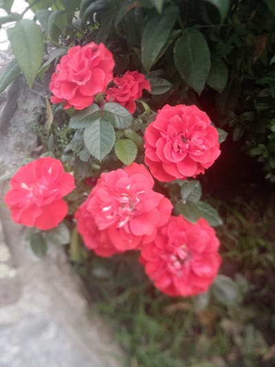 In this medium shot, several vibrant red roses are the prominent subjects, nestled amongst lush green foliage. The roses, in various stages of bloom, display their delicate petals and intricate centers. Some of the roses are fully open, revealing their layered structure, while others are still budding, hinting at the beauty within. The background consists of darker green leaves, creating a natural and somewhat shaded environment. To the left, a rough, grey stone surface is visible, providing a textural contrast to the soft petals of the roses. The overall impression is one of natural beauty and tranquility, suggesting an outdoor setting, perhaps a garden or a natural landscape in Katnaghbyur, Armenia. The lighting appears diffused, possibly indicating an overcast day or a shaded area. No people, text, or specific events are depicted; the focus is solely on the botanical subjects and their immediate surroundings. The image evokes a sense of peace and appreciation for nature's artistry.