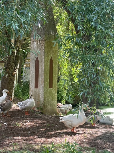 The image depicts a group of geese in an outdoor environment with a concrete structure and lush greenery. The geese are of various breeds, including white and brown varieties. Some are standing, while others are resting or feeding. The concrete structure, possibly a monument or pillar, has two vertical brown markings on its front. The surrounding area is covered with dry leaves and twigs, suggesting it might be autumn or a dry season. The background features dense trees with abundant foliage, casting shadows on the ground. A body of water, likely a pond or river, is visible in the distance, covered with a green film. The scene appears peaceful and natural. The provided information states the location is the city of Yunost’, Russia.