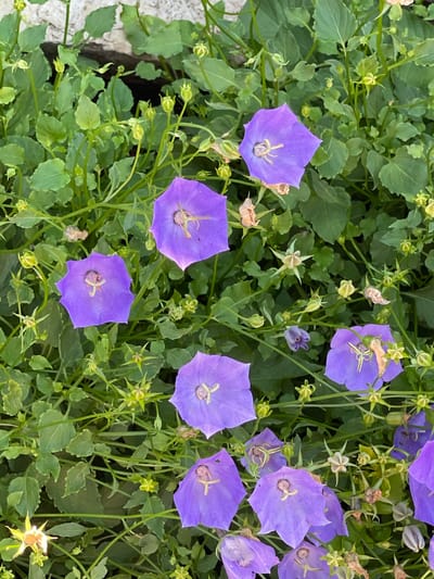 A top-down, eye-level shot captures a dense patch of campanula flowers, commonly known as bellflowers, in Татарская Каргала, Russia. The flowers, primarily in various shades of purple and violet, are bell-shaped and have prominent stamens in their centers. Several buds, some with green sepals and others appearing spent and dried, are interspersed among the blooms. The foliage is a lush, vibrant green, with numerous small, ovate leaves. The background is partially obscured by the plants but appears to be a rough, textured surface, possibly stone or concrete. The lighting suggests it is daytime, casting soft shadows. There are no people or animals present in the image.