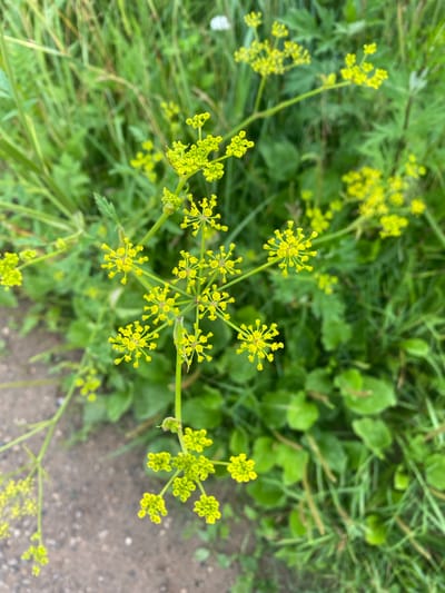 This is a close-up, eye-level, medium shot photograph of a cluster of small, yellow flowers with many tiny florets. The flowers are arranged in umbels and appear to be on thin, green stems. The background is composed of out-of-focus green foliage and some areas of brown, gravelly soil. The lighting is natural and appears to be from daylight. The image does not contain any people, animals, or man-made structures, and therefore cannot provide any information about the city of Заволжский, Russia.