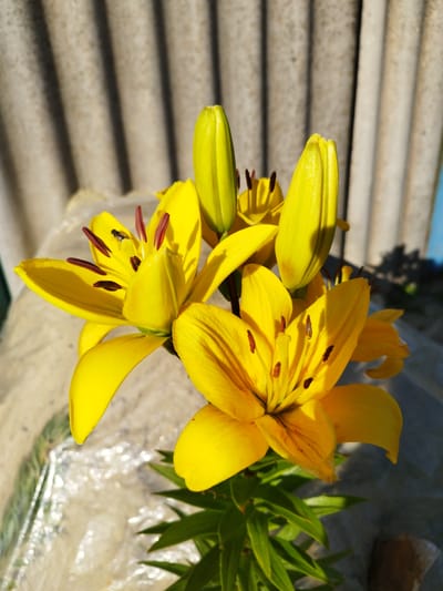 A close-up, eye-level, outdoor photograph showcases a cluster of bright yellow lilies in bloom, with several buds still closed. The lilies are positioned in the foreground, with their vibrant petals and dark red anthers clearly visible. One lily in the center has a small fly resting on its stamen. The background is blurred and consists of a corrugated metal surface with strong vertical lines and shadows, suggesting it is part of a fence or shed. To the right, a portion of a blue object is visible. The ground beneath the lilies appears to be covered in a translucent, crinkled material, possibly plastic sheeting, with some green foliage poking through. The lighting suggests it is a sunny day, casting distinct shadows. The scene is likely from a garden or backyard in Lozova, Ukraine, given the typical climate and common garden flora.