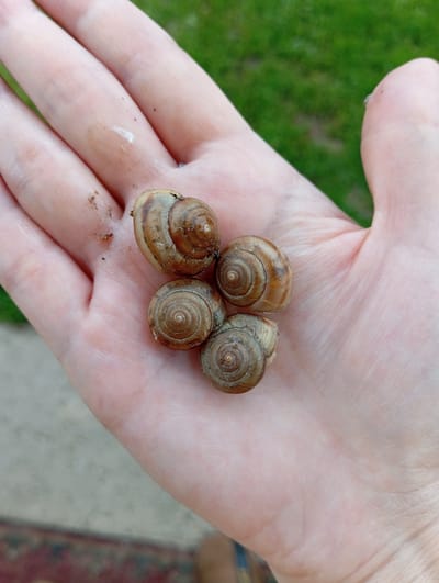 A person's open hand is holding four small, brown, spiral-shelled snails. The hand is pale with visible lines and a few specks of dirt. The snails are clustered together in the center of the palm. In the background, out of focus, is green grass and a greyish surface.