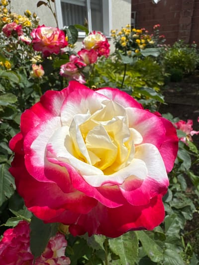 A close-up, low-angle shot showcases a vibrant bicolor rose in full bloom, its petals transitioning from a creamy yellow center to a delicate white, then edged with a rich, deep pink. The rose is positioned in the foreground, dominating the frame, with its intricate petal structure and velvety texture sharply defined. Behind the main rose, a cluster of smaller, similar blooms and their green foliage are visible, creating a soft bokeh effect. In the background, a building with a light-colored facade and a section of a red brick wall can be observed, suggesting an urban or suburban garden setting. The overall scene is bathed in bright sunlight, casting subtle shadows and highlighting the vivid colors of the flowers. The specific location is in the village of Davydivka, Ukraine.