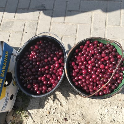 Two buckets of ripe cherries sit on a paved surface. One bucket is black and the other is green. To the left of the black bucket, a cardboard box with blue and yellow lettering, reading "PRODUCE OF COLOMBIA VACUUM PACK" and "FROM BANANAS" is visible. The ground is composed of light grey rectangular pavers, with some patches of dirt and small stones. The scene is illuminated by sunlight, casting shadows from the buckets and an unseen overhead structure onto the ground. The image appears to be taken outdoors, in daylight, likely in a market or yard setting in Cupcini, Moldova.
