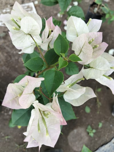 A top-down medium shot captures a cluster of Bougainvillea flowers with predominantly white and pale pink bracts, some tinged with light pink at the edges. The flowers are clustered around green stems and dark green leaves. The background is out of focus, showing a mix of dark soil and a hint of lighter concrete or stone. There is no indication of a specific location within the city of Cotseurani, Indonesia, as the image solely focuses on the botanical subject matter. No people or actions are depicted.
