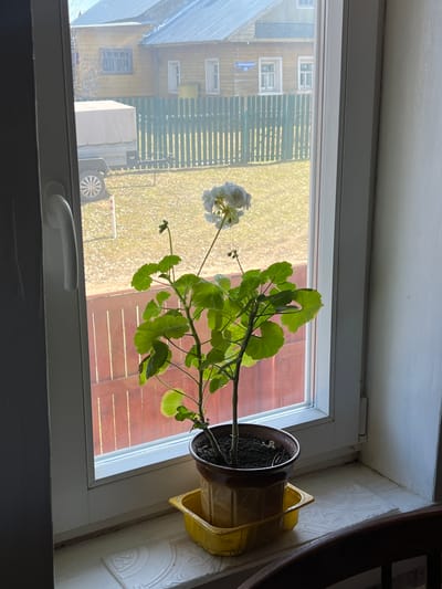 A geranium plant in a brown pot with a yellow saucer sits on a window sill. Outside the window, a two-story wooden building with a blue street sign reading "ул. Чернышова, 10" is visible, placing the scene in Чернышово, Russia. A green fence and a grassy lawn are also visible through the window. A white object with wheels is partially visible. A portion of a dark wooden chair is on the right. The window is closed.
