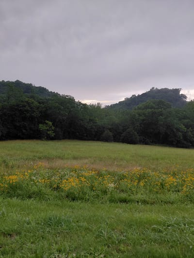 This image depicts a landscape scene with a focus on a grassy field bordering a dense forest. The field is divided into two sections: one is a lush, green expanse of grass, and the other is a meadow dotted with small yellow wildflowers and some white blossoms. The forest forms a dark, undulating backdrop to the right side of the image, with trees creating a thick canopy. The sky above is overcast and appears to be a dull grey, suggesting a cloudy or perhaps approaching rain. There are power lines visible against the sky in the upper left corner, indicating proximity to civilization. The scene is captured in a vertical orientation, with the field running diagonally from the lower right to the upper left, and the forest lining the left edge of the frame. The overall impression is one of a natural, slightly somber environment, possibly at dawn or dusk given the subdued lighting. No people, objects, text, or specific events are visible.