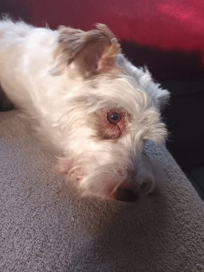 A small, white, shaggy-haired dog with brown markings around its left ear and right eye is depicted in a close-up, head-and-neck shot. The dog is lying on its left side, with its head resting on a light grey, textured fabric surface, resembling a blanket or upholstery. Its right eye, which is brown with a visible pupil and a slight reddish tint around the lower eyelid, is open and directed slightly towards the viewer. The dog's nose is dark brown/black. Strong, directional light illuminates the left side of its face, creating highlights on its fur and casting shadows on the grey surface beneath its head. The background consists of a blurred dark red element in the upper left, transitioning to a dark grey or black area along the right side and upper right, likely part of furniture or a wall. The specific location within Libramont, Belgium, cannot be determined from the visual evidence.