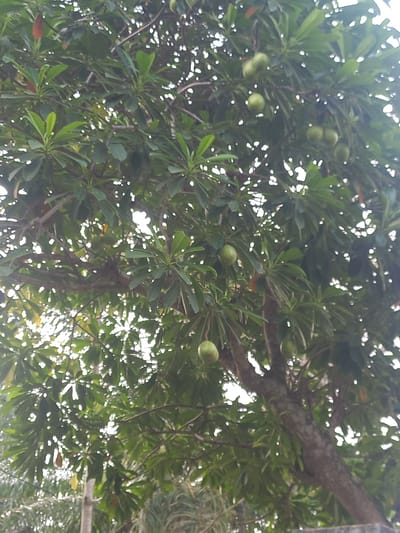 An upward shot from below shows a tree with green leaves and round, green fruits. The fruits are scattered among the leaves and on branches. The tree is located in Blangmideun, Indonesia. The image is blurry and out of focus, but the details of the tree, its leaves, and its fruits are discernible. The environment appears to be lush and natural, with hints of sunlight filtering through the canopy.