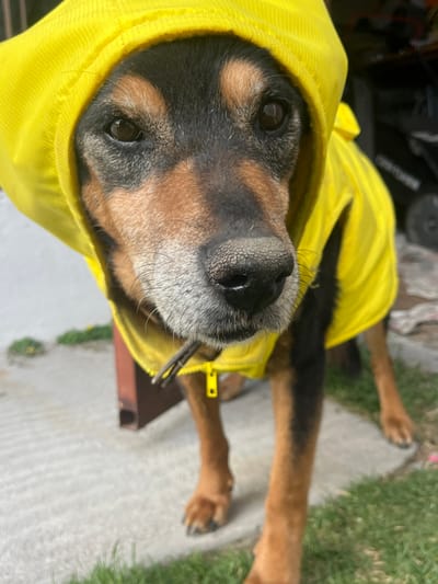 A dog, likely a Rottweiler mix, stares intently at the camera from a low angle. The dog wears a bright yellow hooded raincoat. Only its head and front legs are visible. The background includes a concrete patio, green grass, and indistinct objects including possibly a tire and part of a vehicle. The image is taken outdoors in daylight.