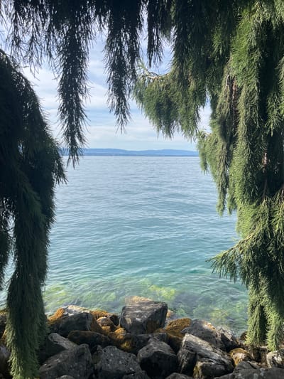 The image depicts a serene natural scene looking out over a body of water, framed by the hanging branches of coniferous trees. The water is a clear turquoise, with visible green aquatic vegetation beneath the surface near the shore. The shoreline is rocky, with large gray stones interspersed with smaller brown and moss-covered rocks. In the distance, a hazy outline of hills or mountains can be seen against a pale blue sky with scattered white clouds. The overall impression is one of tranquility and natural beauty. This scene is located in Évian-les-Bains, France, on the southern shore of Lake Geneva.